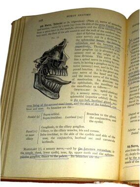 Vtg Compend of Human Anatomy Hardcover Book 8th Ed 1953 Dr Sam Potter